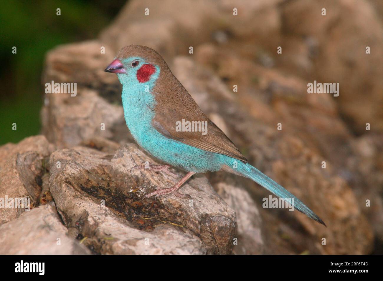 Red Cheeked Blue Waxbill, maschio, Kenya, Red Cheeked (Uraeginthus bengalus) Cordon-bleu Foto Stock