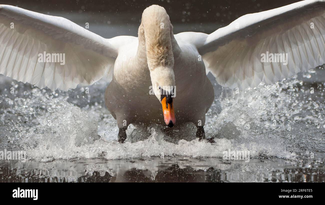 Cigno muto (Cygnus olor) bassa Sassonia, Germania Foto Stock