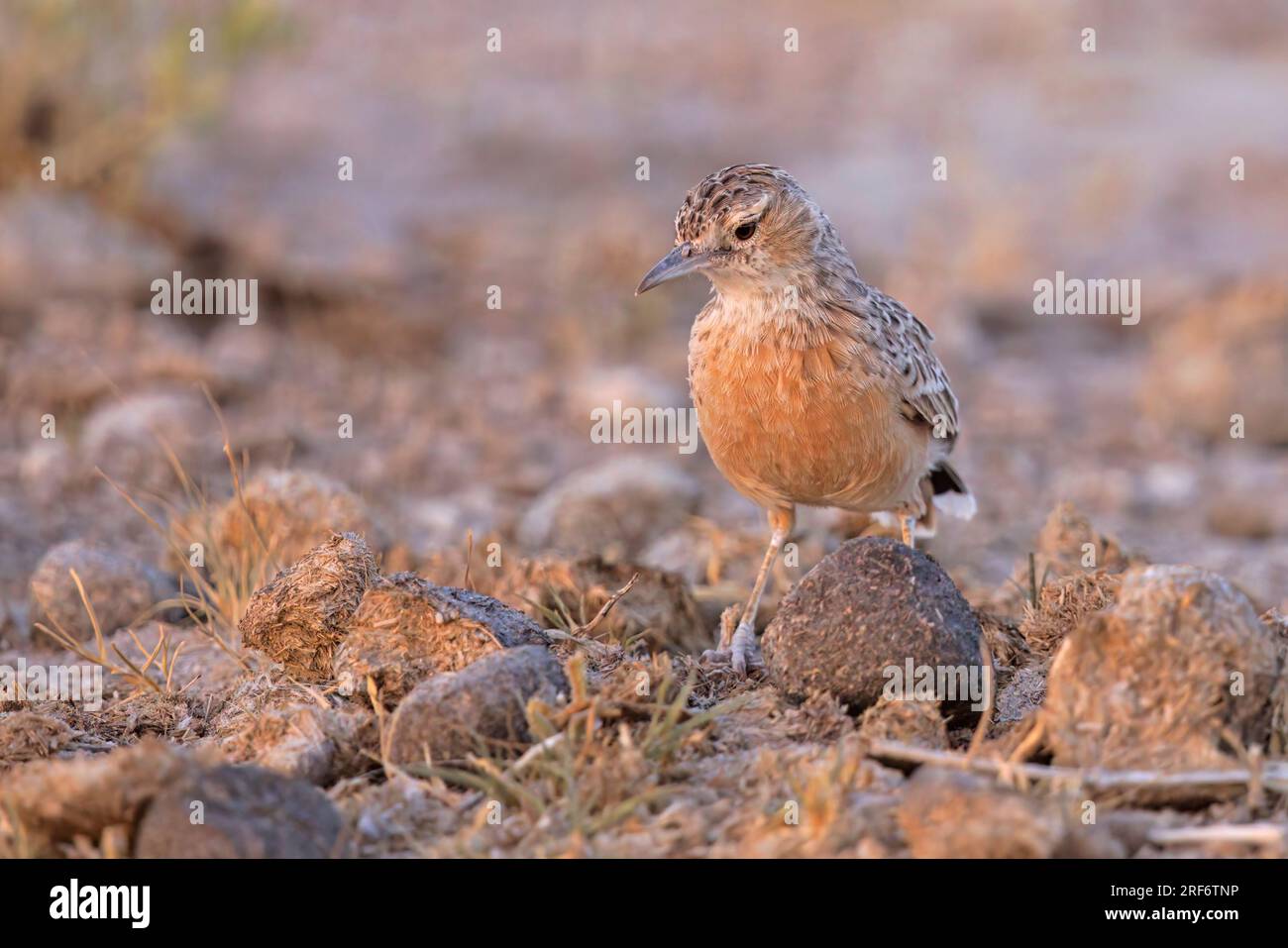 Spike-Heeled Lark, Dolomitpunkt, Etosha, Namibia, marzo 2023 Foto Stock