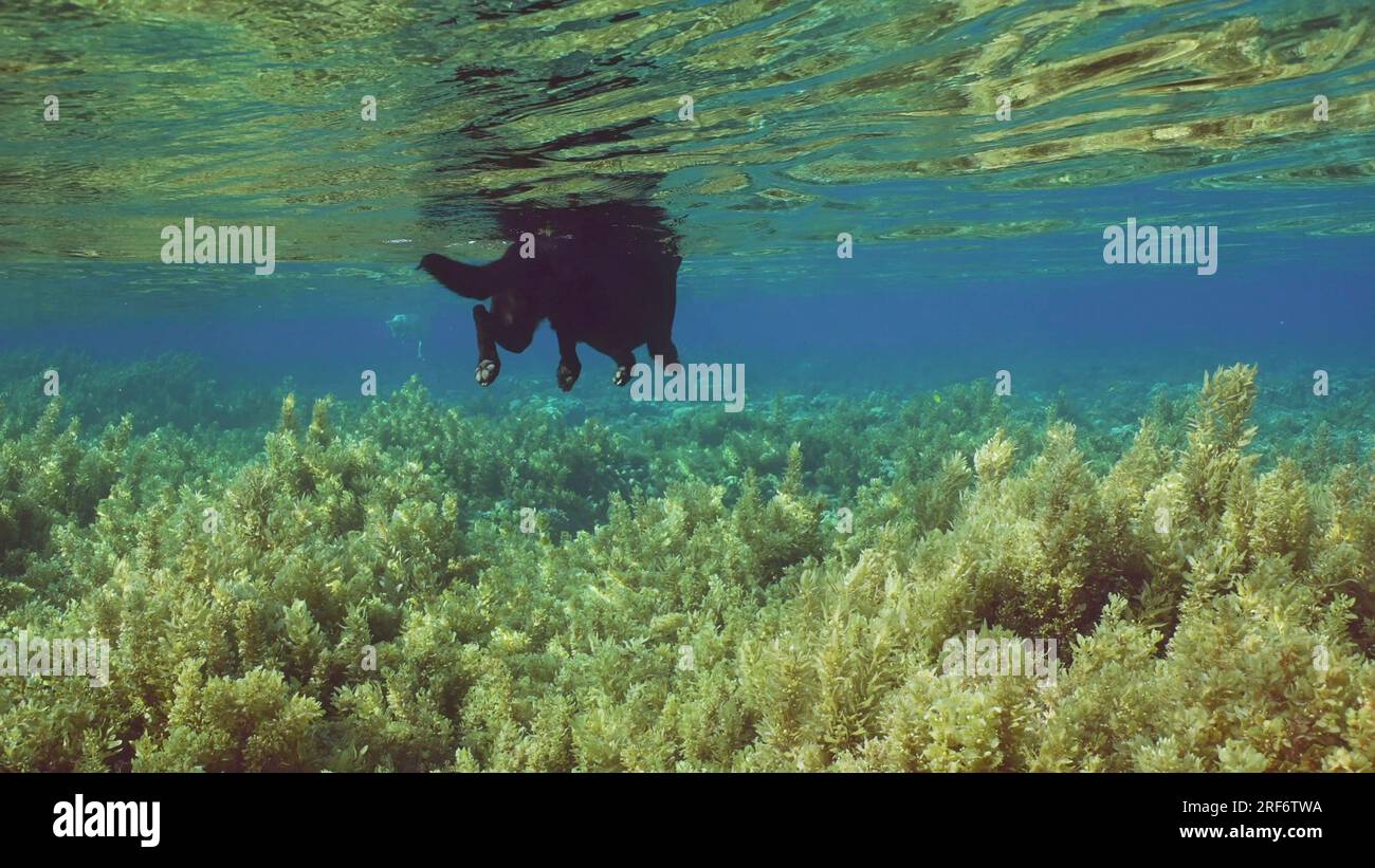 Il bellissimo cane nero nuota sulla superficie dell'acqua sopra il fondo dei coralli ricoperto di alghe marine Brown Sargassum in una luminosa giornata di sole, Mar Rosso, ad esempio Foto Stock