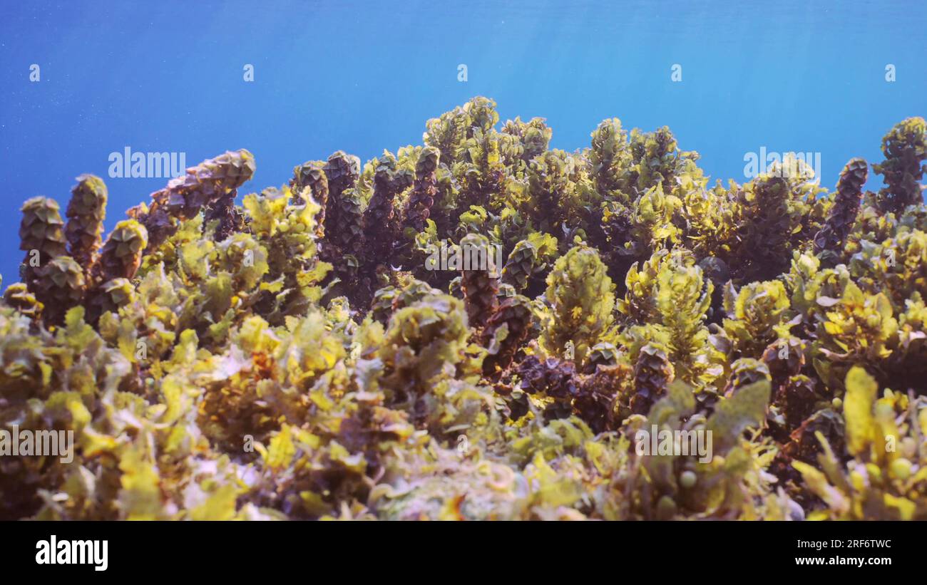 Primo piano di boschetti di alghe marine Brown Sargassum che ondeggiano sulle onde sotto la superficie dell'acqua su sfondo blu in una luminosa giornata di sole ai raggi del sole, Mar Rosso Foto Stock