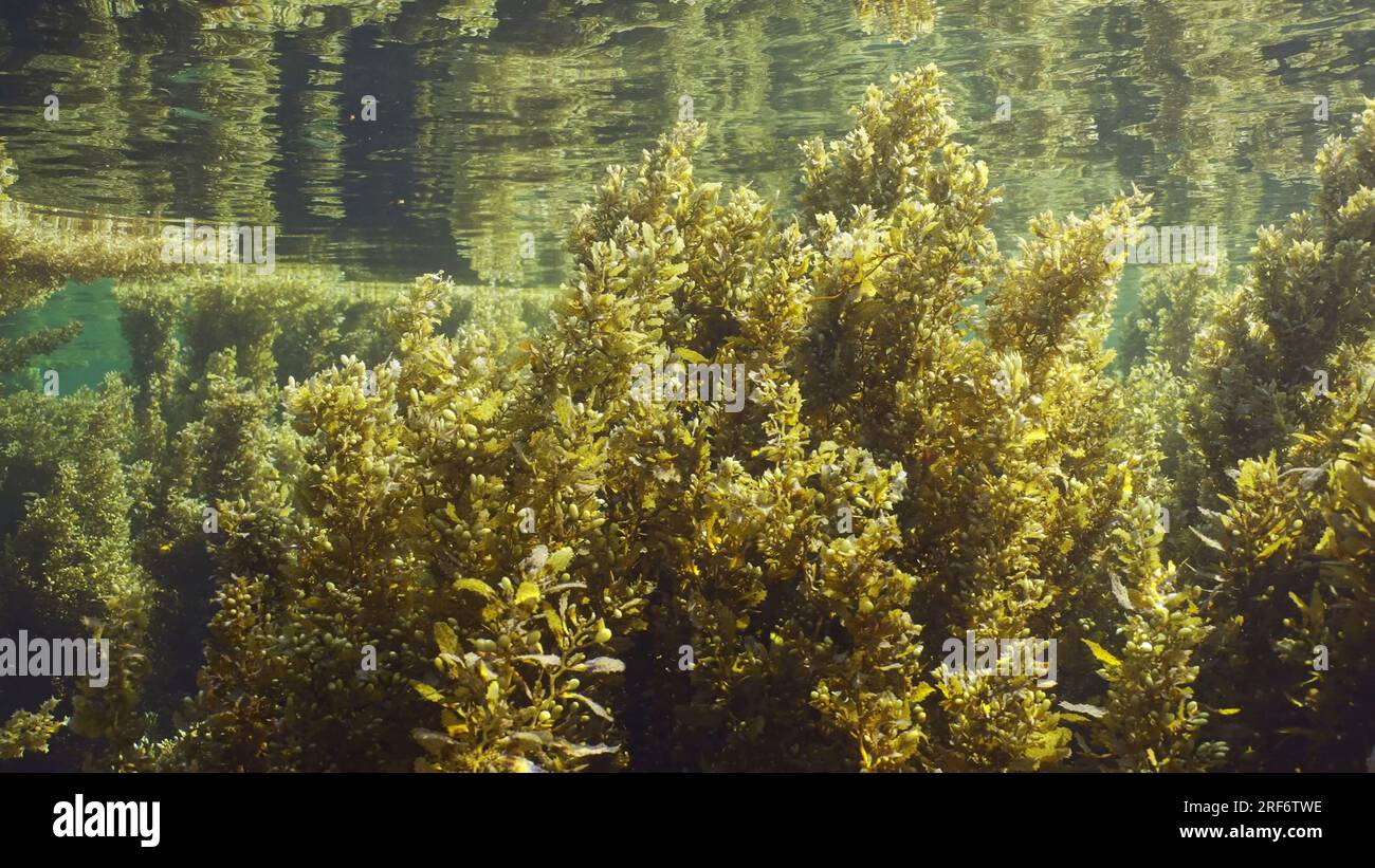 Addensati alghe marine Brown Sargassum ondeggiante sulle onde che si insinuano sotto la superficie dell'acqua riflessa in essa in una luminosa giornata di sole ai raggi del sole, Mar Rosso, Egitto Foto Stock