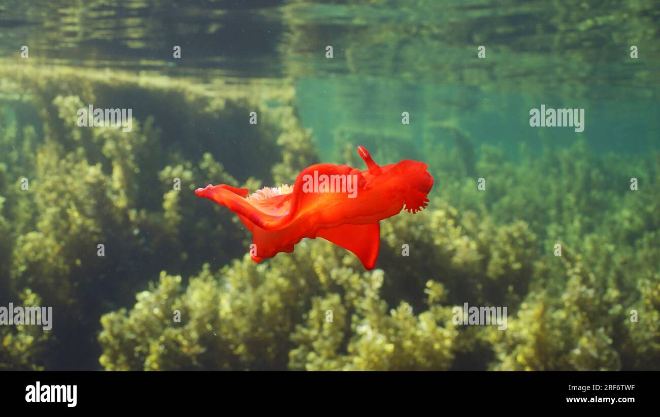 Balli di fango di mare rosso brillante nuotano sopra i boschetti di alghe marine Brown Sargassum. Il ballerino spagnolo Nudibranch (Hexabranchus sanguineus) nuota sopra il letto di sabbia i Foto Stock