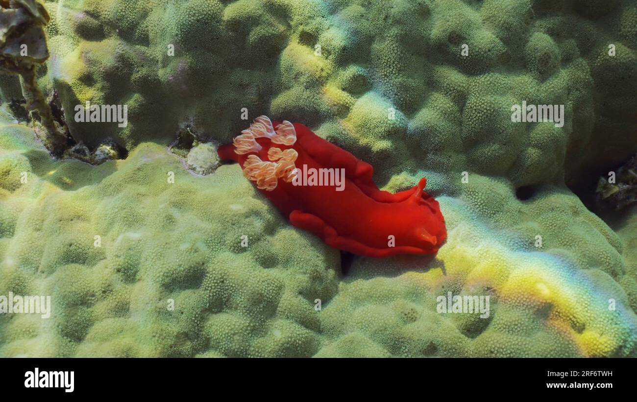 Rosso brillante Sea Slug strisciare sulla barriera corallina ai raggi del sole di giorno. Ballerino spagnolo Nudibranch (Hexabranchus sanguineus) strisciante su corallo duro in un luminoso su Foto Stock