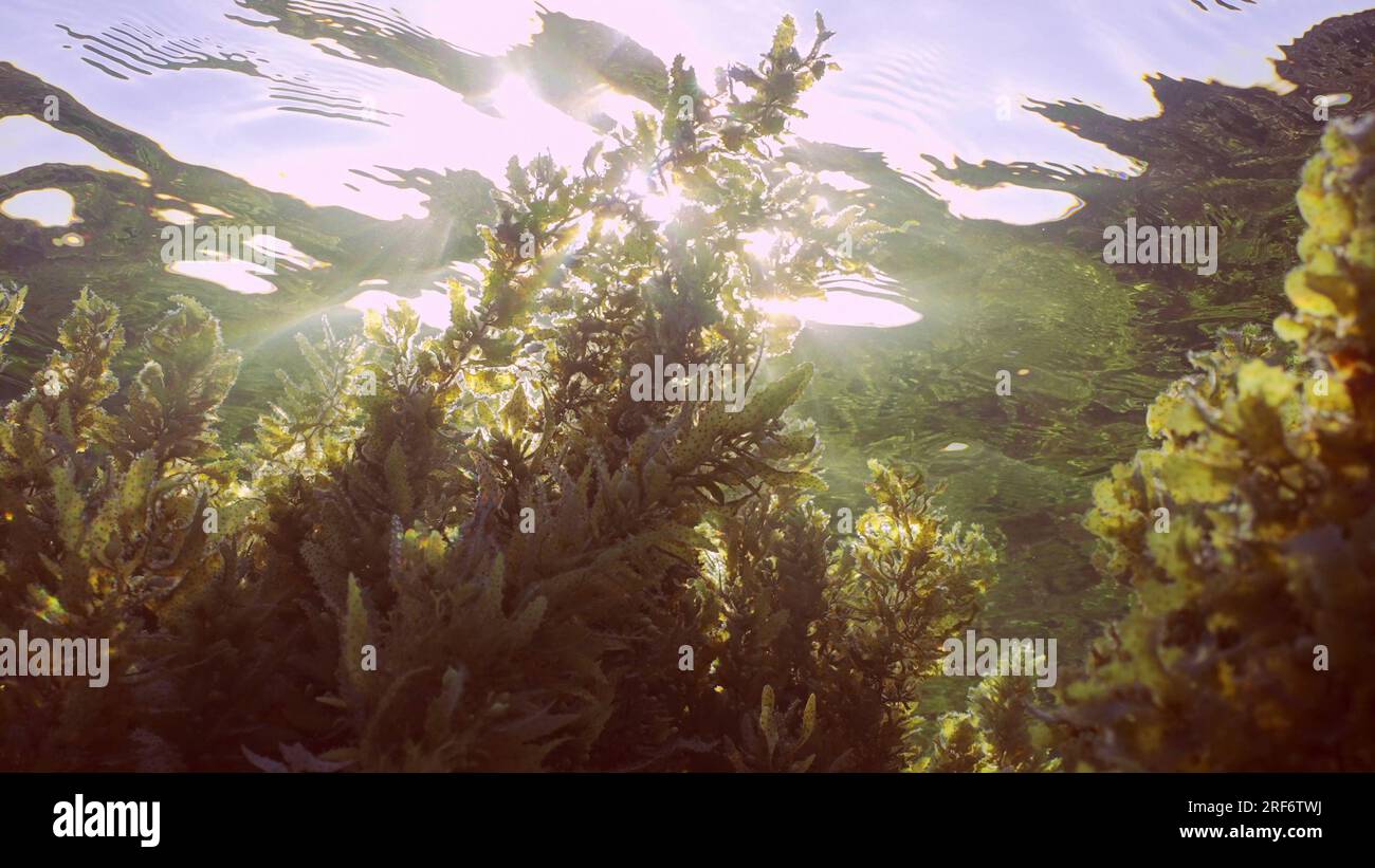 Addensati alghe marine Brown Sargassum ricoperto di barriera corallina e riflesso sulla superficie dell'acqua in una giornata di sole brillante, retroilluminazione (controrgiore) Mar Rosso, Foto Stock