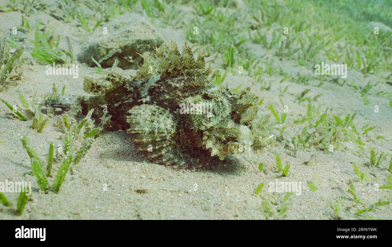 Un ritratto ravvicinato del pesce scorpione barbuto (Scorpaenopsis barbata) corre sulle pinne su fondo sabbioso ricoperto da alghe verdi lisce di nastro marino (Cymodo Foto Stock