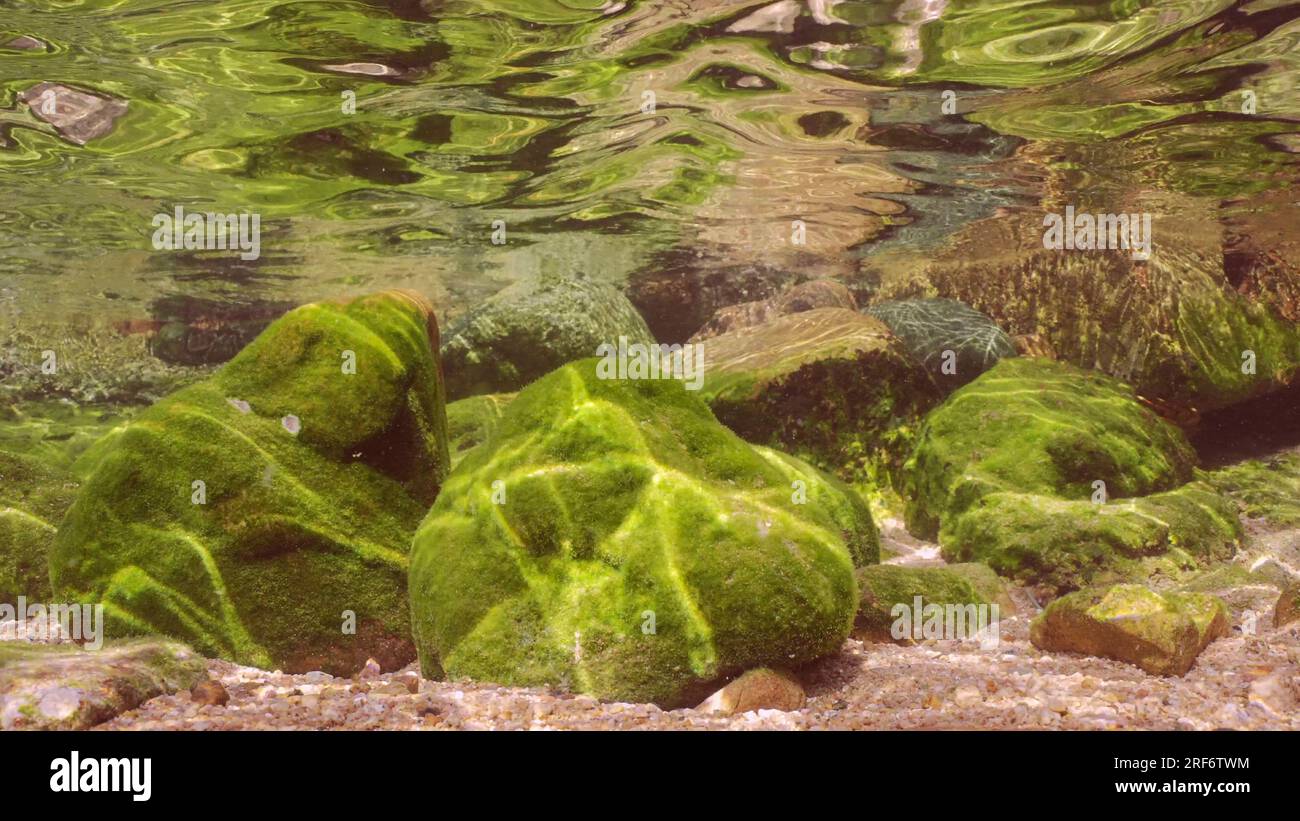 Una grande scuola di pesci Hardyhead Silverside nuota nella zona costiera sopra grandi ciottoli ricoperti da alghe verdi alla luce del sole, Mar Rosso, Egy Foto Stock