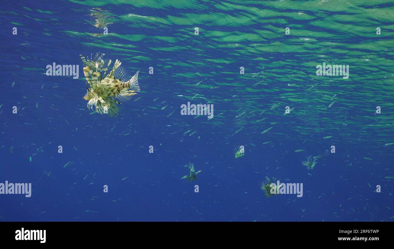 Gruppo di pesci leongumi comuni o pesci leongumi rossi (Pterois volitans) che nuotano sotto la superficie dell'acqua blu con raggi solari luminosi nell'acqua blu, Mar Rosso, Egitto Foto Stock