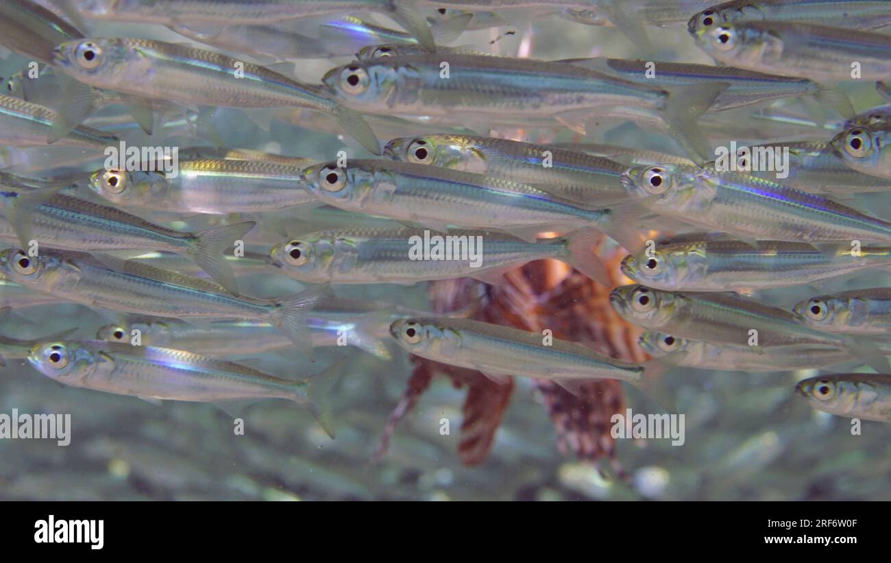 Ravvicinato di pesci leongumi comuni o pesci leongumi rossi (volitani Pterois) che cacciano nuotando all'interno di un grande branco di pesci di Hardyhead Silverside ai raggi del sole, il Mar Rosso Foto Stock