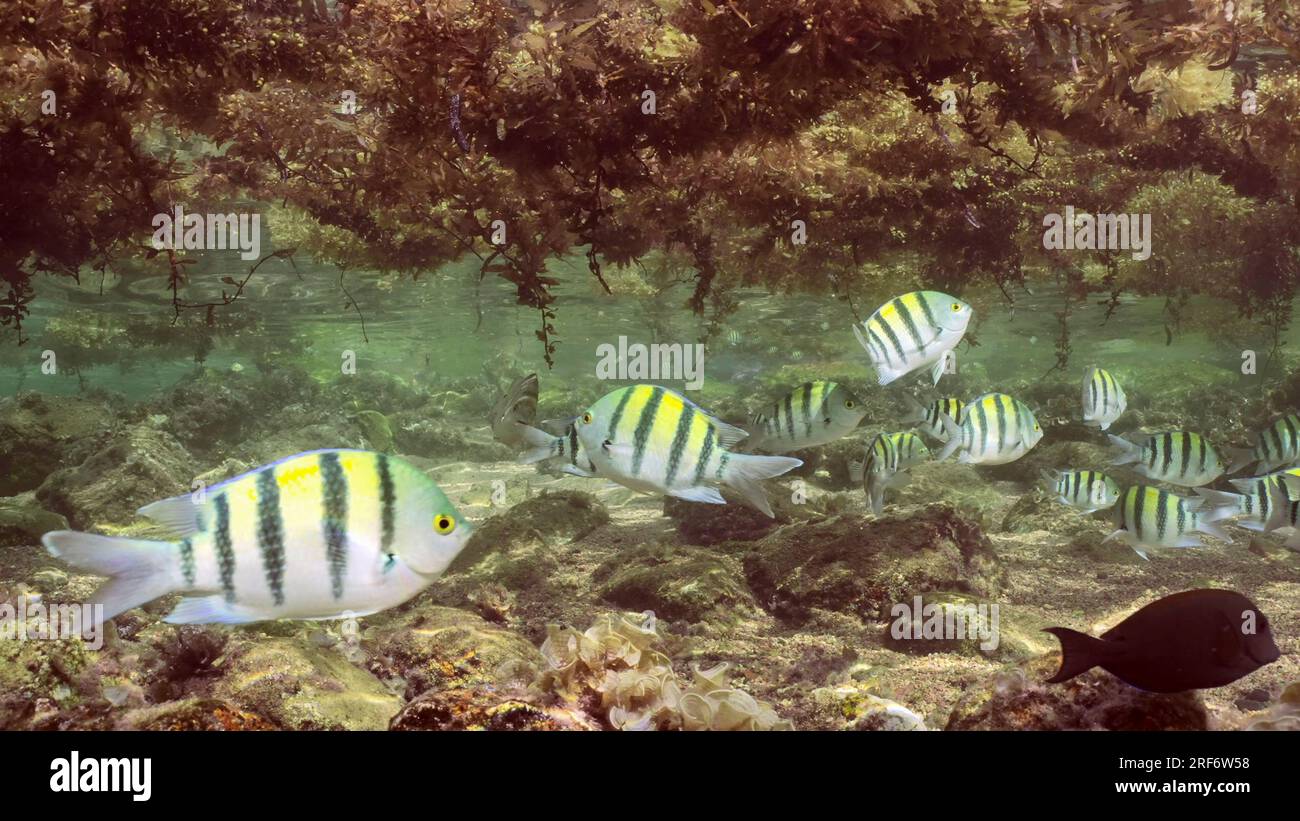 Banchi di pesci tropicali che nuotano sotto Seaweed Brown Sargassum che si spostano sulla superficie dell'acqua formano isole galleggianti in acque poco profonde, di giorno al sole Foto Stock