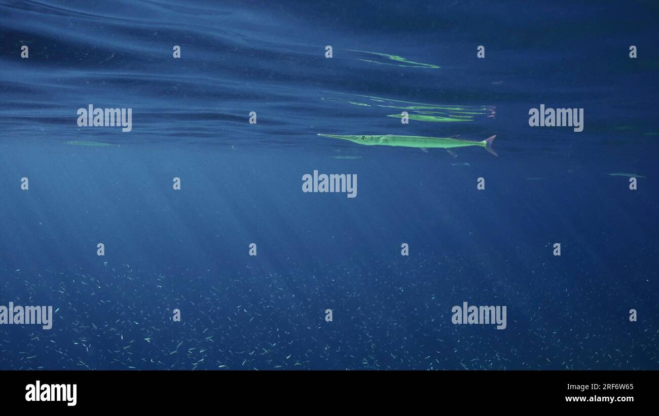 Sea Needle o Garfish nuota sotto la superficie delle acque blu durante il giorno, un grande branco di piccoli pesci nuota sotto il luccio marino, il Mar Rosso, l'Egitto Foto Stock