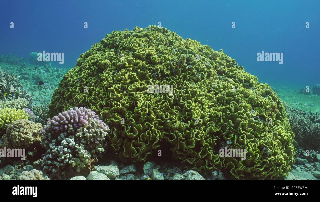 Colonia di corallo di lattuga o corallo giallo (Turbinaria reniformis) sul fondale marino nelle giornate di sole, Mar Rosso, Egitto Foto Stock