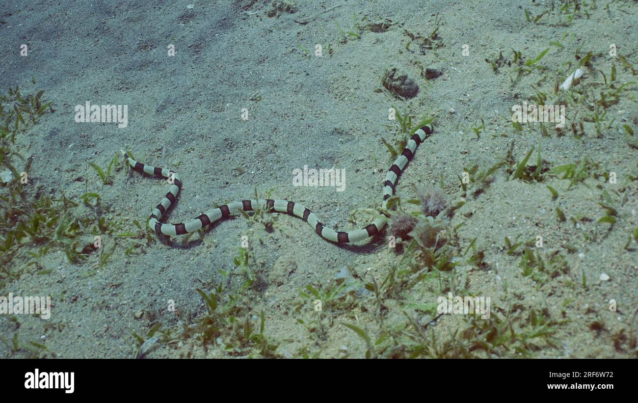 L'anguilla del serpente di Arlecchino (Myrichthys colubrinus) scorre lungo il fondo sabbioso ricoperto di verde erba marina di giorno, Mar Rosso, Egitto Foto Stock