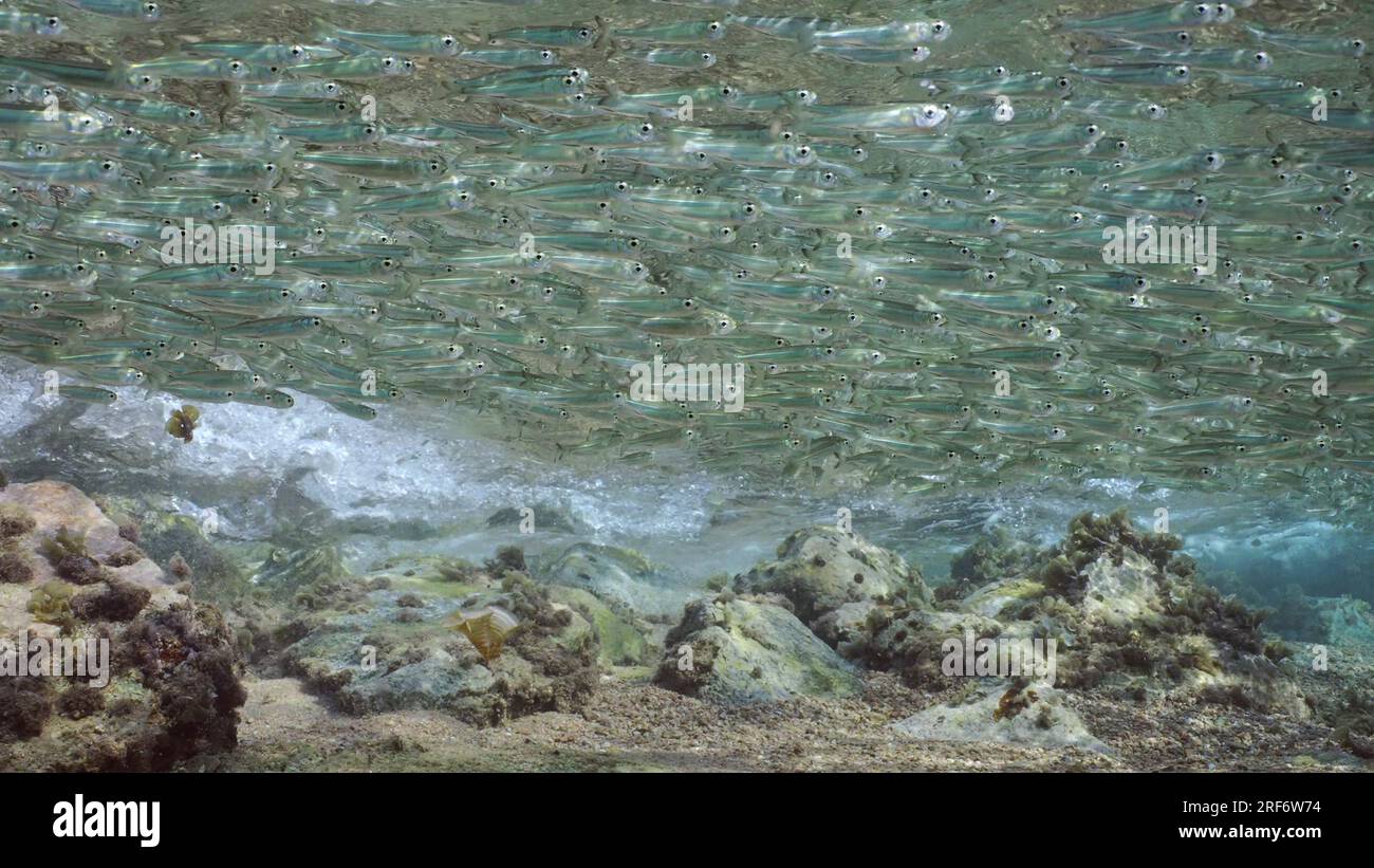 Un enorme branco di piccoli pesci nuota nella zona costiera su scogliera rocciosa ricoperta da alga a lama arrotolata (Padina boergesenii) con luce solare intensa, Foto Stock