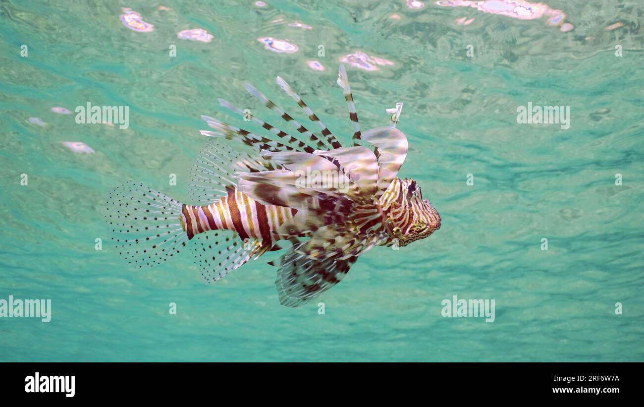 Pesce leone comune o pesce leone rosso (Pterois volitans) che nuotano sotto le onde blu in un giorno di sole, vista dal basso, Mar Rosso, Egitto Foto Stock