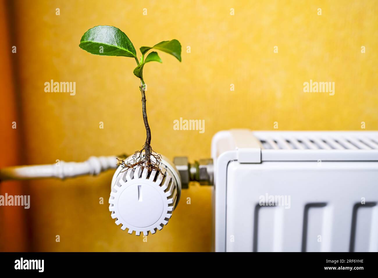 Pflanze wächst aus einem Heizungsthermostat, Symbolfoto für nachhaltiges Heizen und Klimaschutz Foto Stock