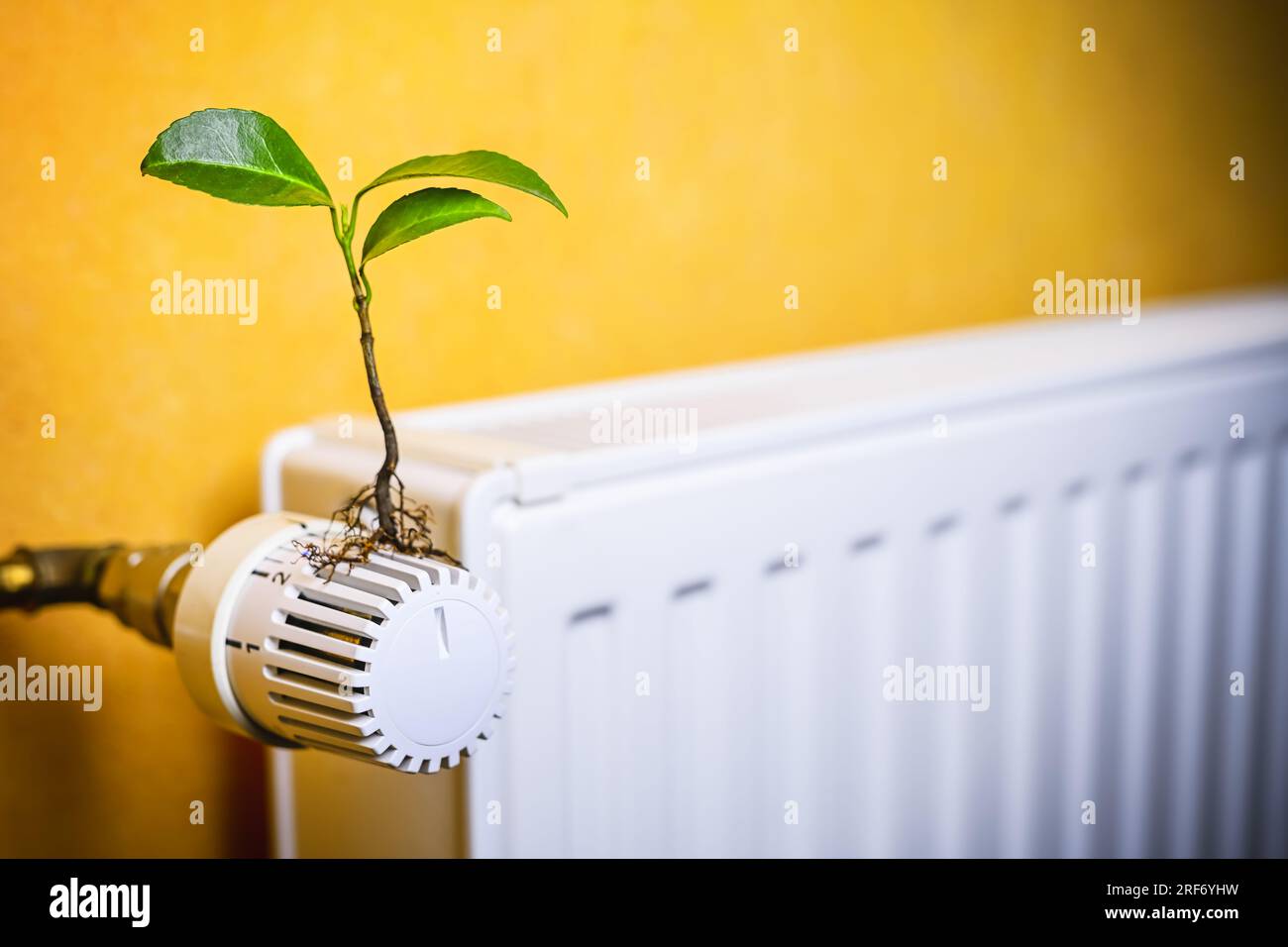 Pflanze wächst aus einem Heizungsthermostat, Symbolfoto für nachhaltiges Heizen und Klimaschutz Foto Stock