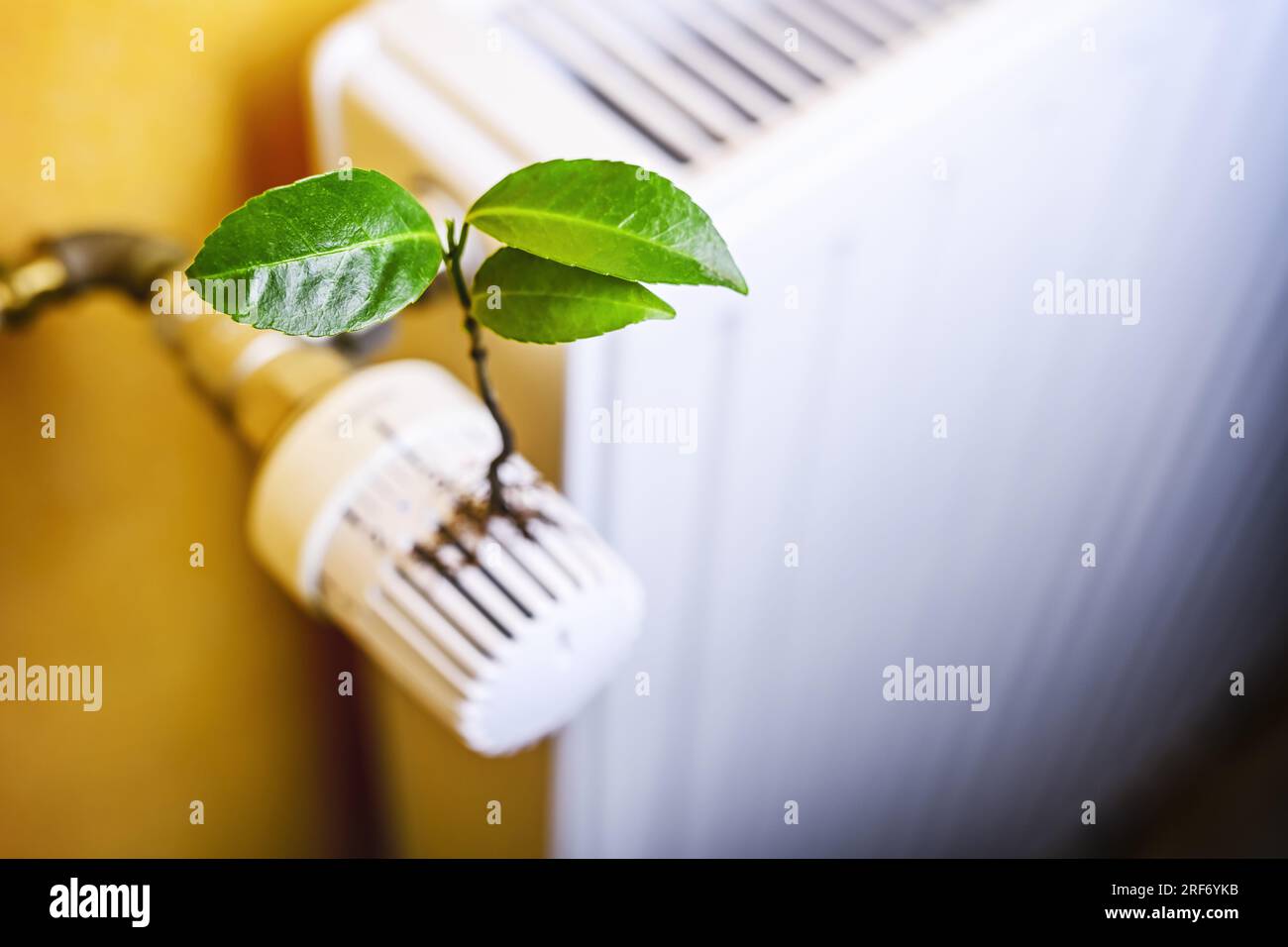 Grünpflanze wächst aus einem Heizungsthermostat, Symbolfoto für nachhaltiges Heizen und Klimaschutz Foto Stock