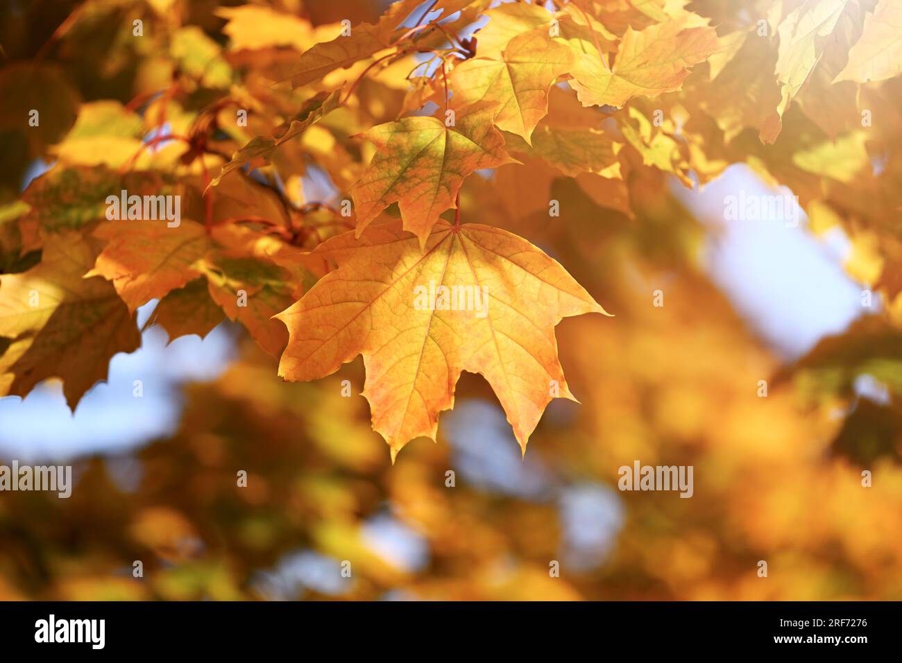 Herbstlich verfärbte Ahornblätter, Herbstzeit Foto Stock