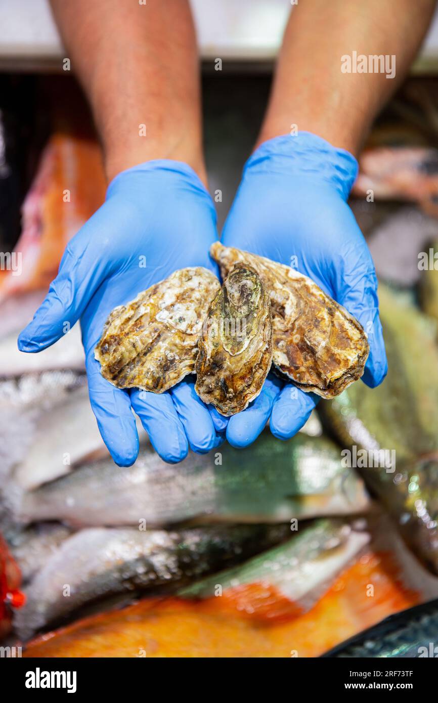 Mani da uomo in guanti sanitari con ostriche fresche. Lo chef mostra spettacoli tenendo in mano ostriche fresche per un cliente al mercato del pesce mattutino. Foto Stock