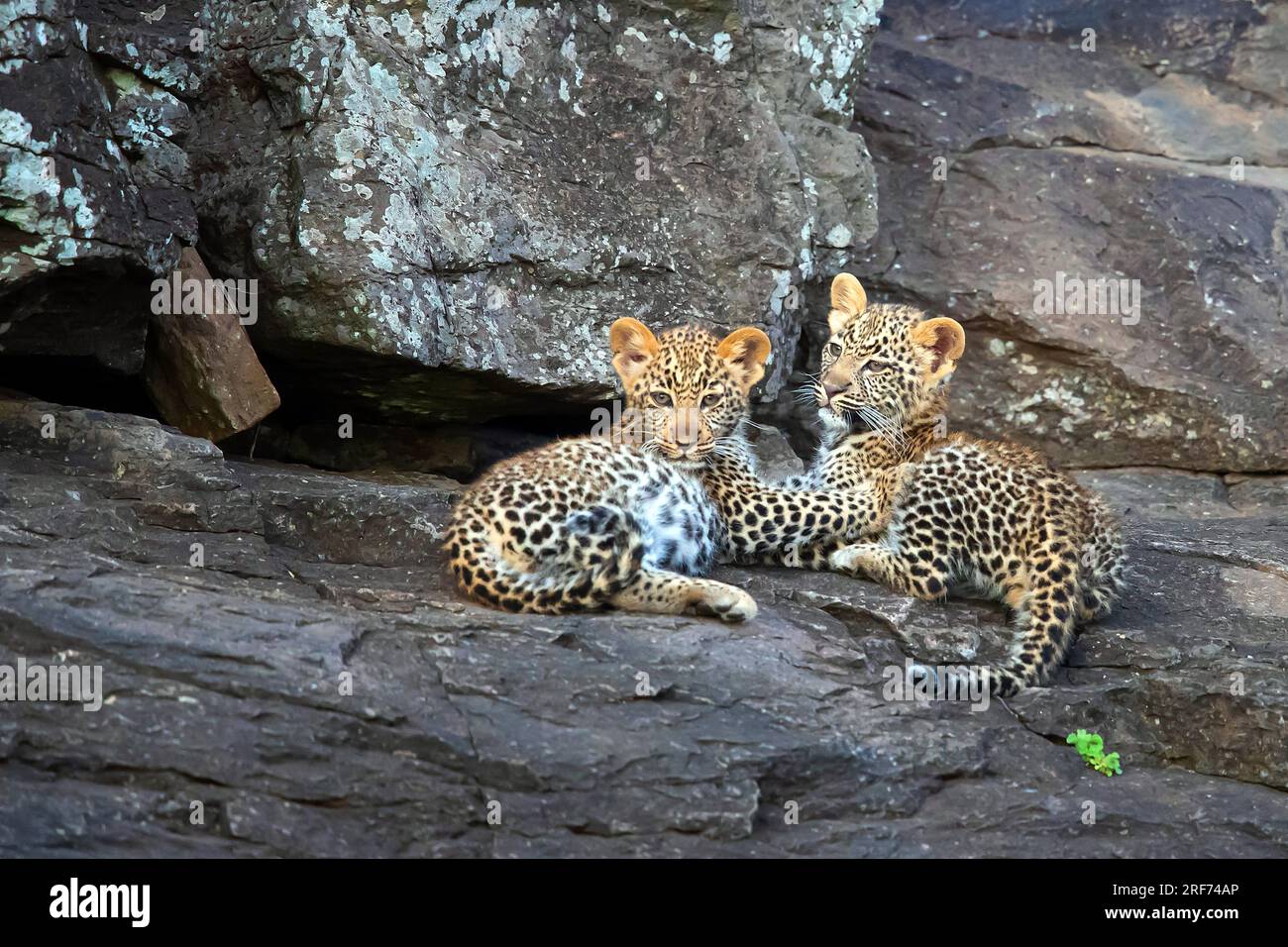 Zwei junge Leoparden liegen auf Felsen, (Panthera pardus), Kenya, Maasai Mara, Masai Mara, Serengeti, Tierkinder, Tierbabys, Foto Stock