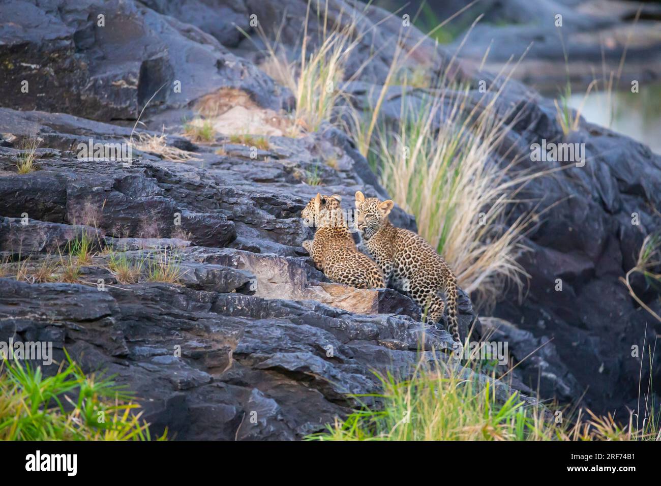 Zwei junge Leoparden liegen auf Felsen, (Panthera pardus), Kenya, Maasai Mara, Masai Mara, Serengeti, Tierkinder, Tierbabys, Foto Stock