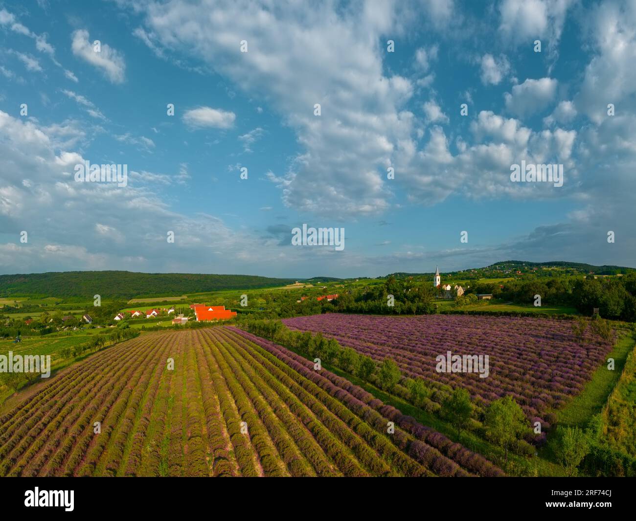 Il levander è una palma con fiore viola. il raccolto di lewander utilizzabile per cosmetici, medicinali, fragranze. In Una gricoltura levander Fields ha un Foto Stock