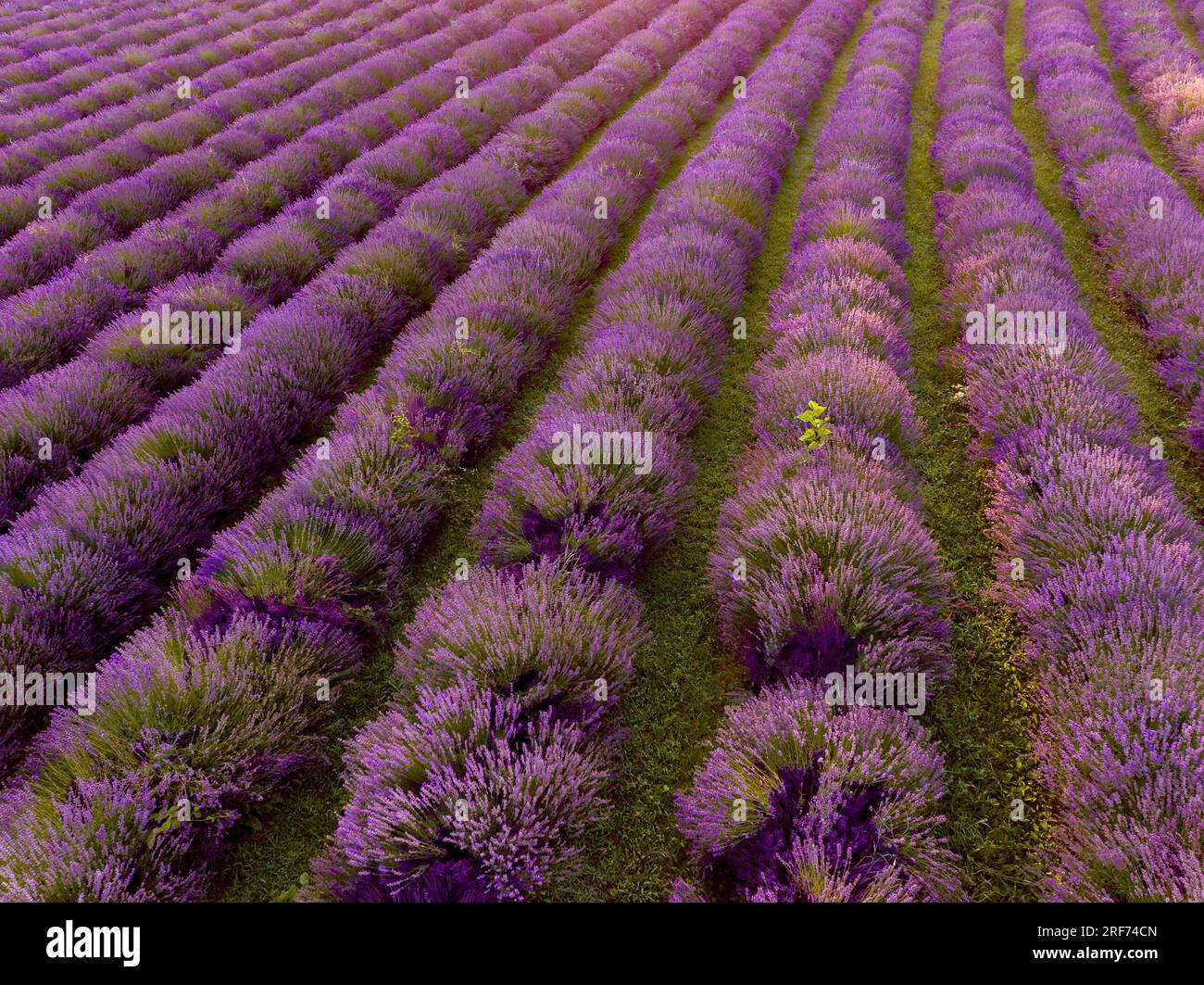 Il levander è una palma con fiore viola. il raccolto di lewander utilizzabile per cosmetici, medicinali, fragranze. In Una gricoltura levander Fields ha un Foto Stock