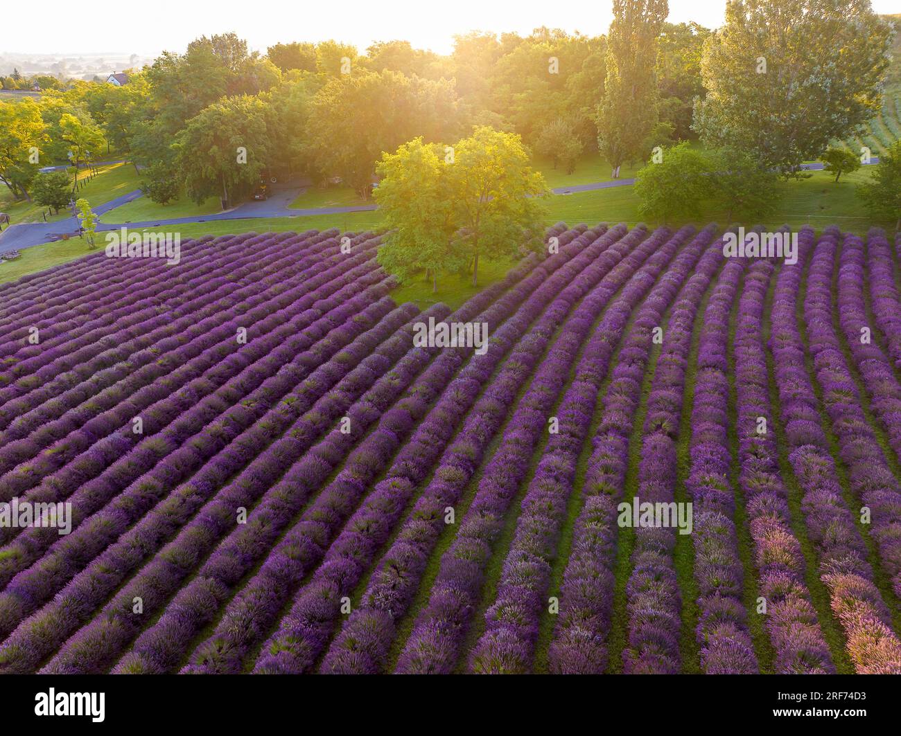 Il levander è una palma con fiore viola. il raccolto di lewander utilizzabile per cosmetici, medicinali, fragranze. In Una gricoltura levander Fields ha un Foto Stock