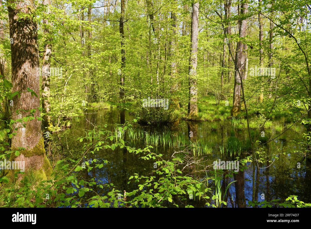 Palude nella foresta di Cracovia a Dolenjska, Slovenia, con alberi di quercia peduncolata (Quercus robur) e piante acquatiche in acqua Foto Stock