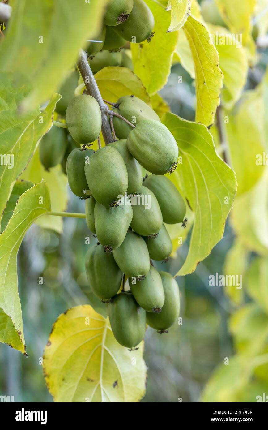 Mini-Kiwi (Actinidia arguta 'Chang Bay Mountain') Foto Stock