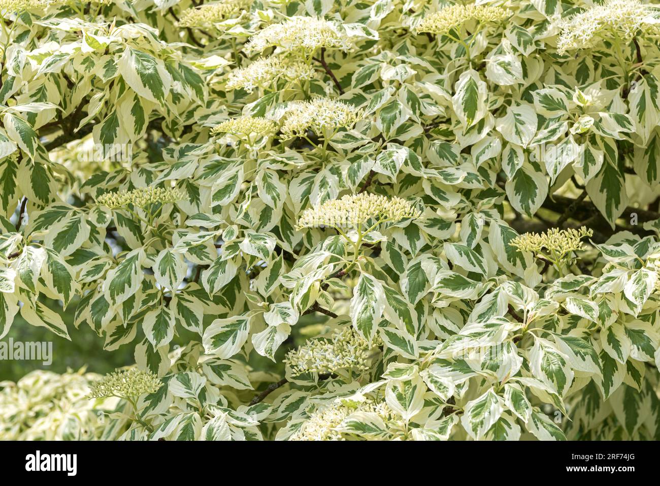 Etagen-Hartriegel (Cornus controversa "variegata") Foto Stock