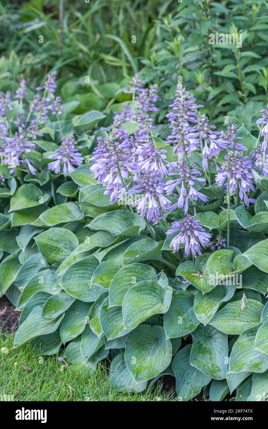 Funkie (Hosta 'Blue Cadet') Foto Stock