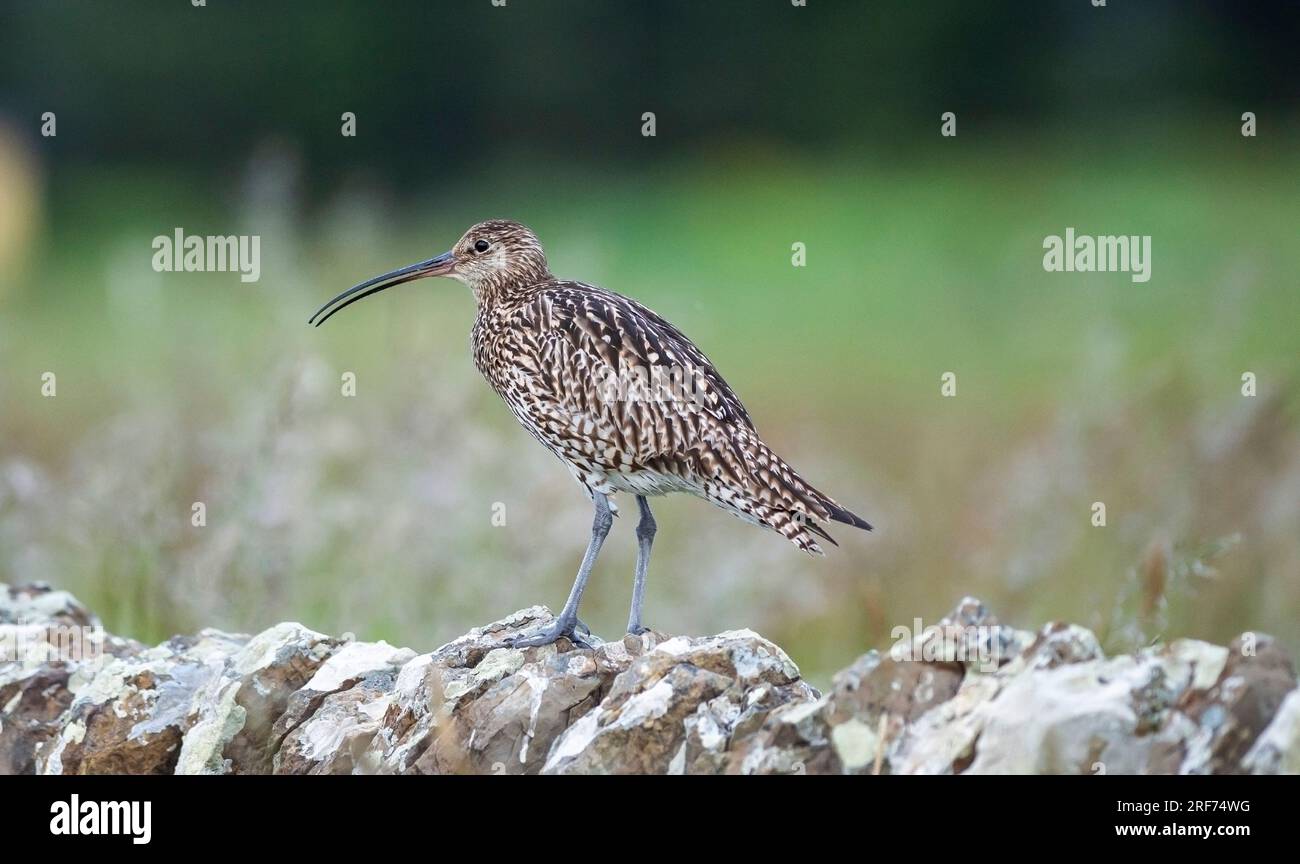 Curlew su un muro di pietra a secco Foto Stock