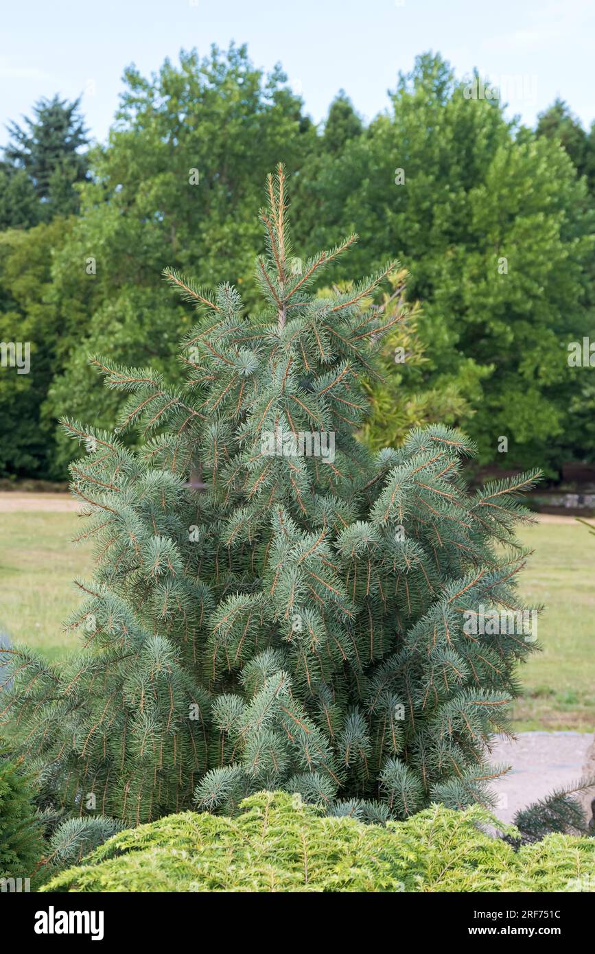 Siskiyou-Fichte (Picea materiale birrario) Foto Stock