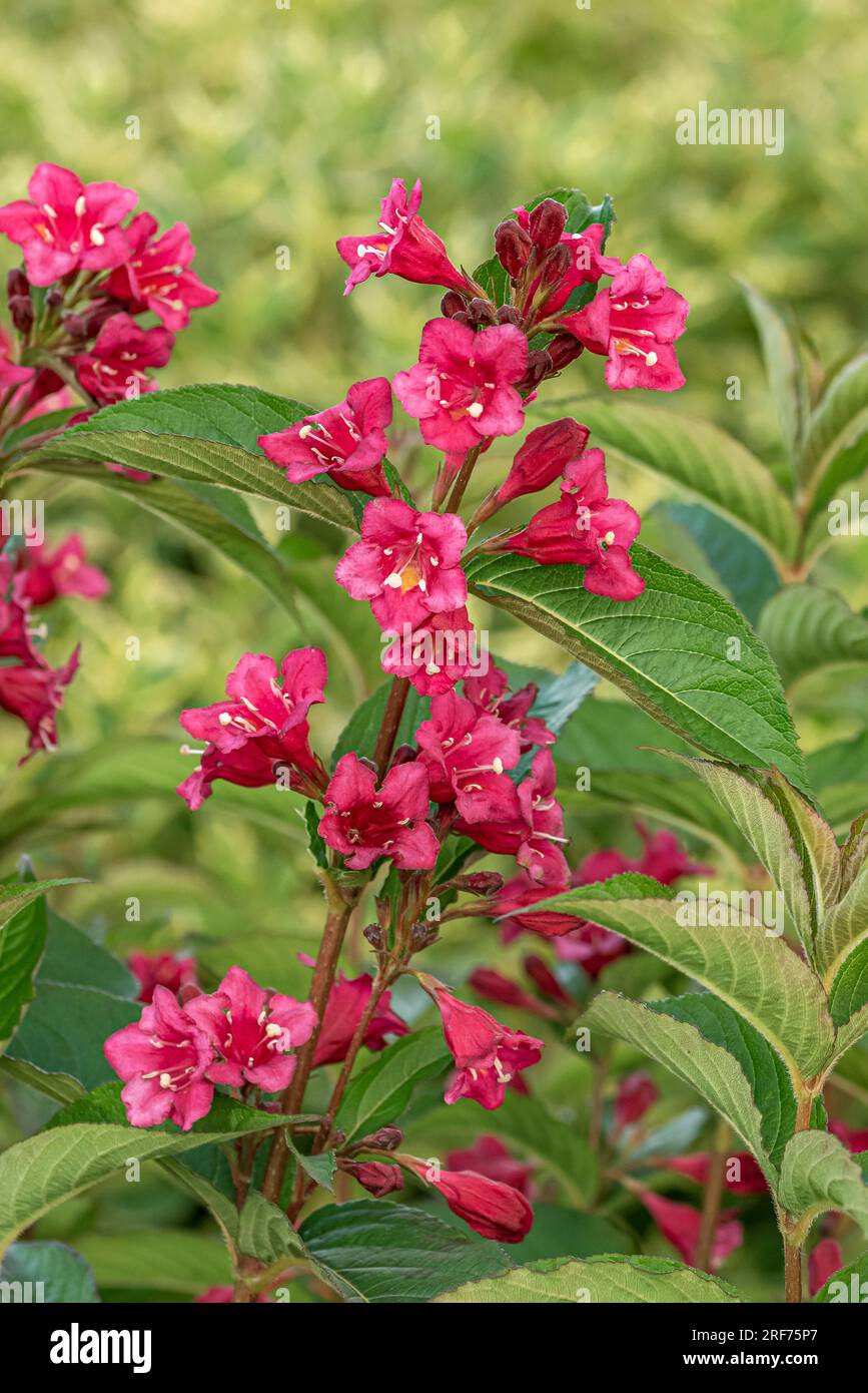 Weigelie (Weigela "Bristol Ruby") Foto Stock