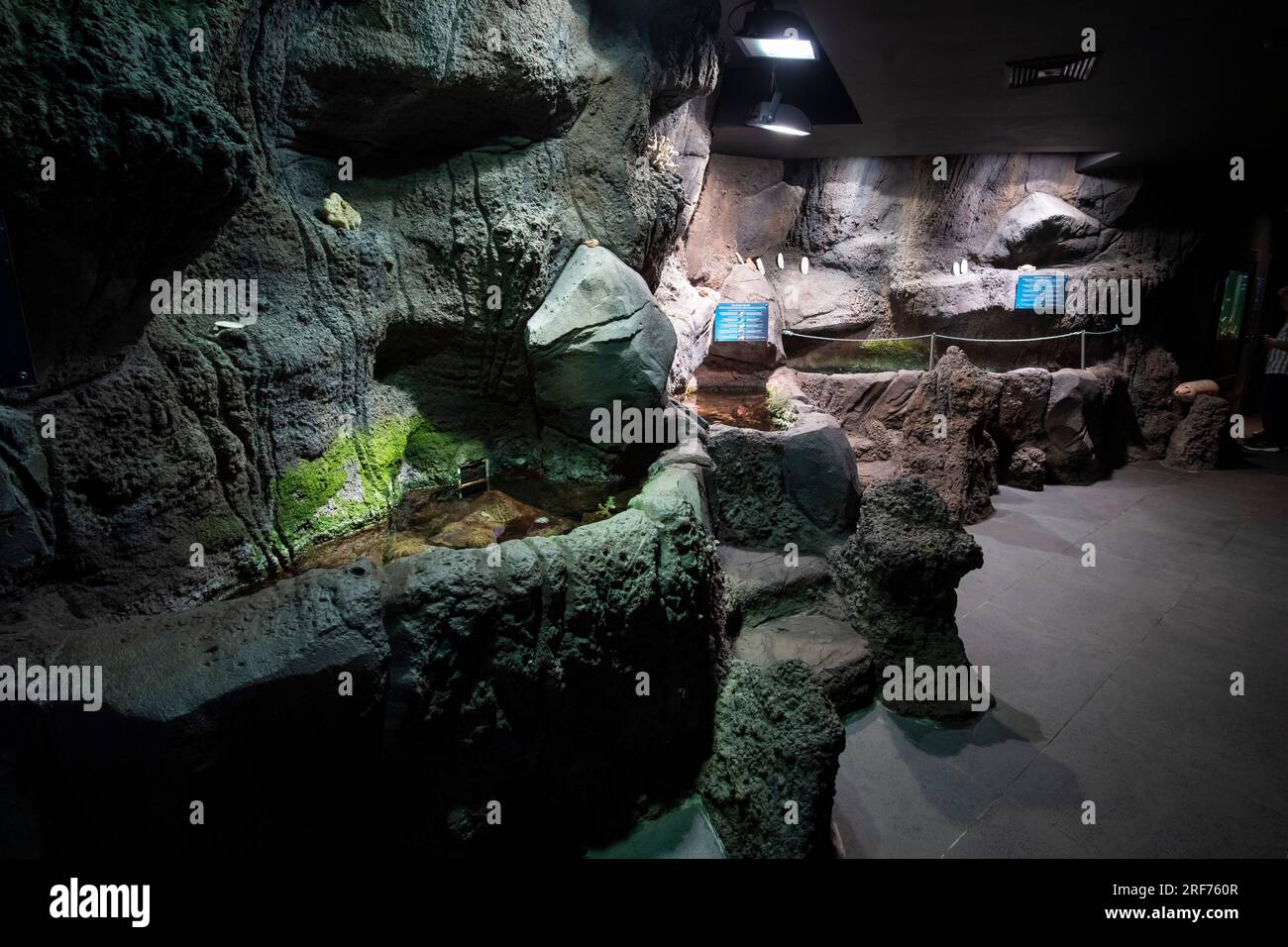 Ausstellungen und Aquarien im Aquarium , Porto Moniz, Insel Madeira, Portogallo Foto Stock