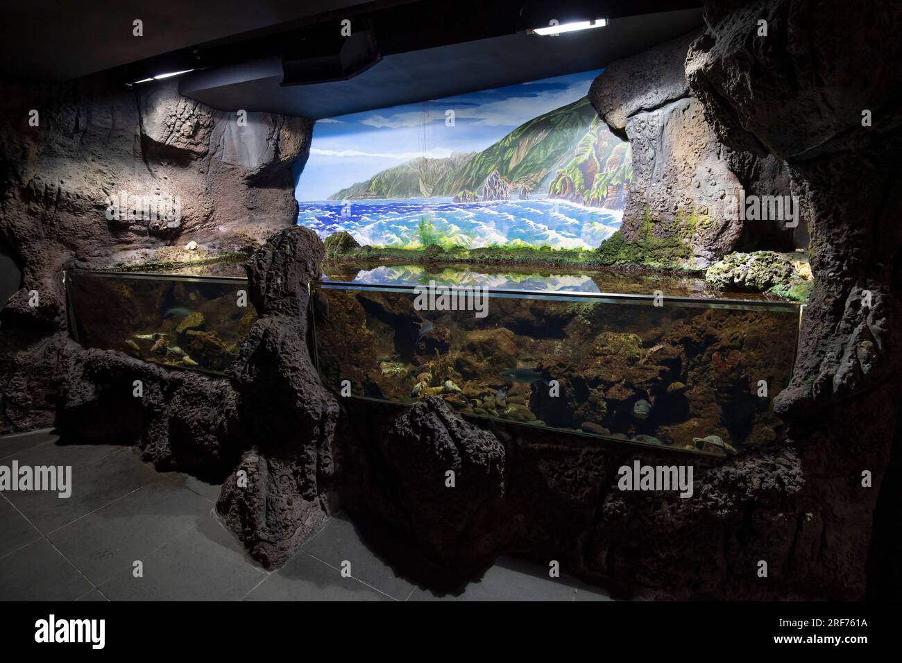 Ausstellungen und Aquarien im Aquarium , Porto Moniz, Insel Madeira, Portogallo Foto Stock