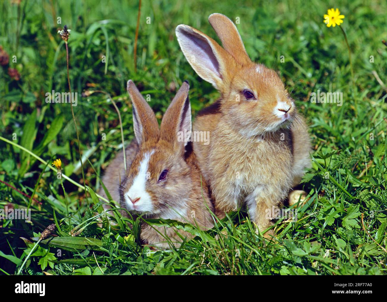 Zwei junge Kaninchen, Tierkinder, Jungtiere, Niedliche Tierkinder, Hase, Hasen, Foto Stock
