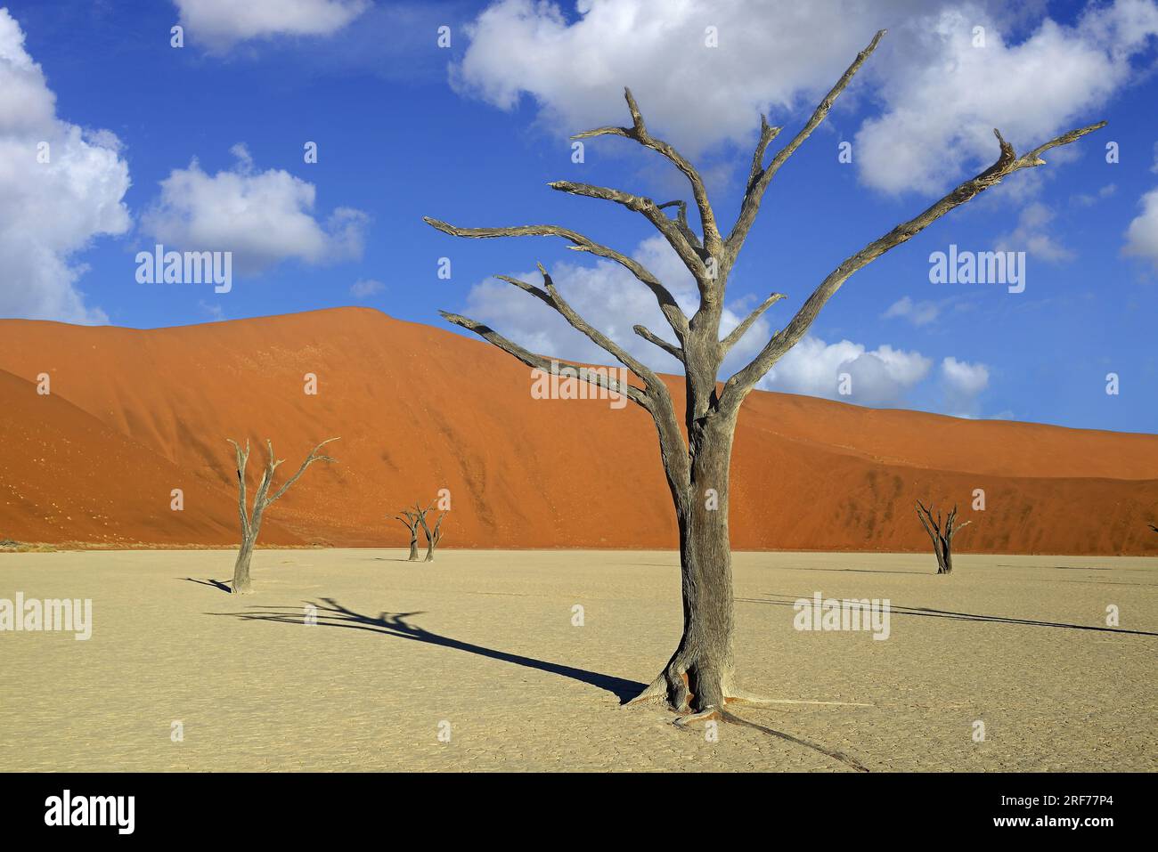 Kameldornbaeume (Acacia erioloba), Auch Kameldorn oder Kameldornakazie im Abendlicht letzten, Namib Naukluft Nationalpark, Deadvlei, Dead Vlei, Sossu Foto Stock