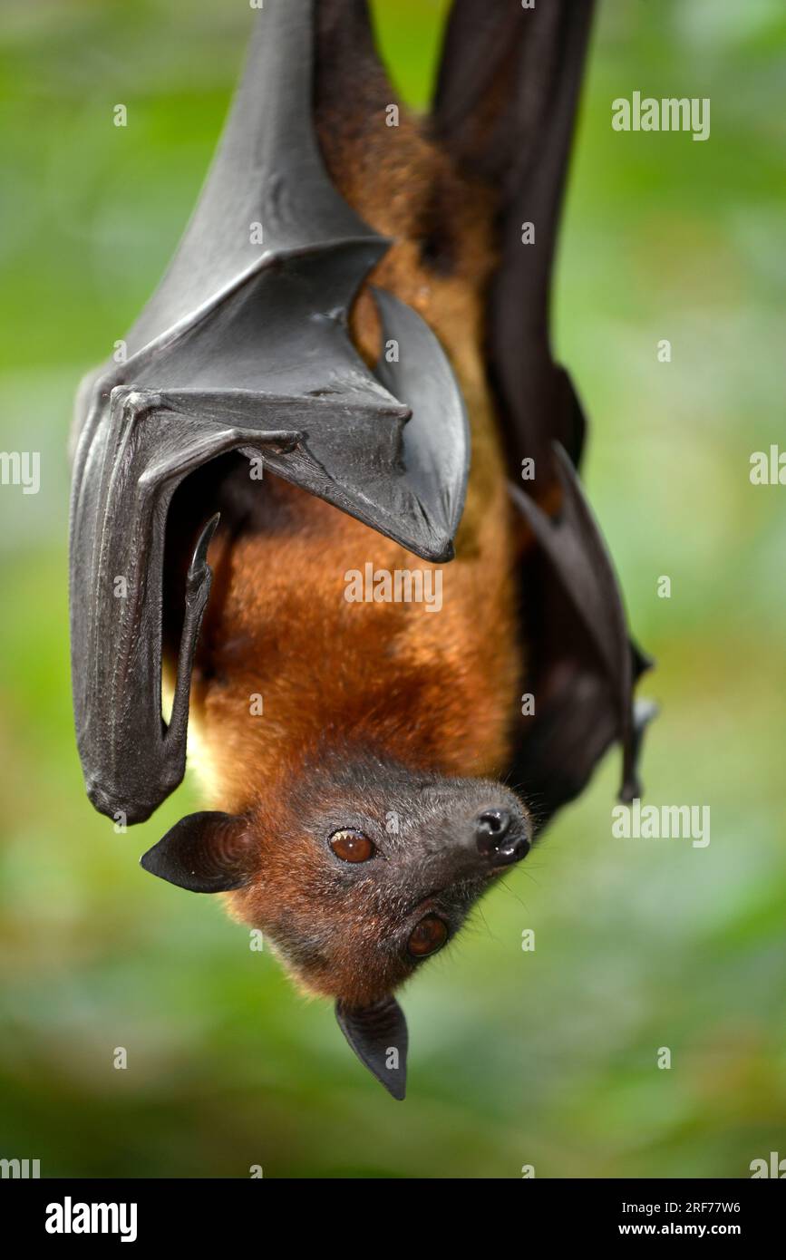 Flugfuchs (Pteropus sp.), Heimat Südostasien, Flughund, Fledermaus, Fledertiere, Foto Stock