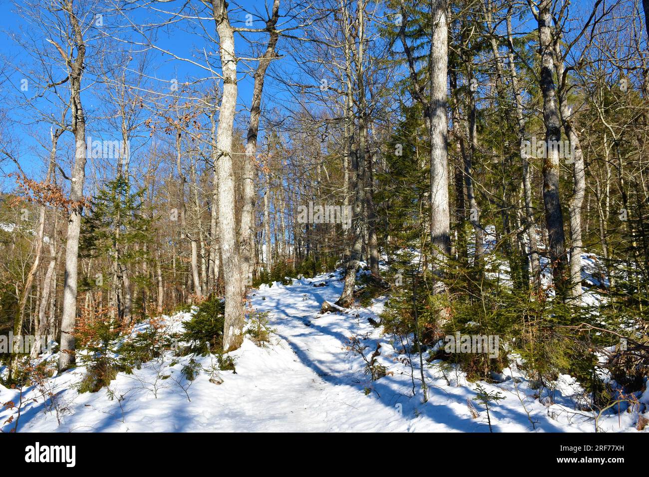 quercia sessile temperata, foresta decidua in inverno Foto Stock