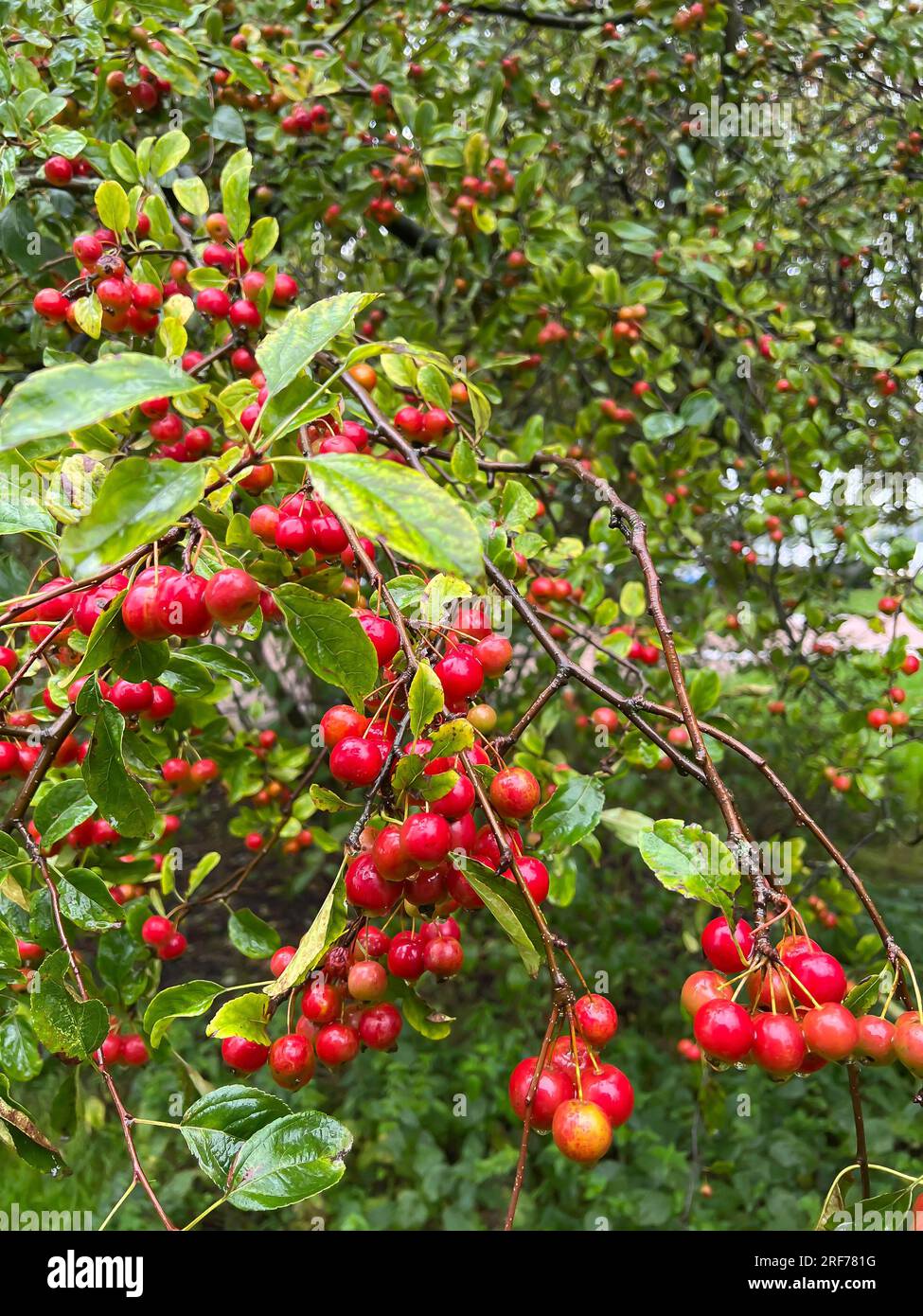 Rote Zieräpfel an einem Baum, (Malus sp.), Zierapfel, Wildapfel, Obst, Frucht, Früchte, essbar, Foto Stock