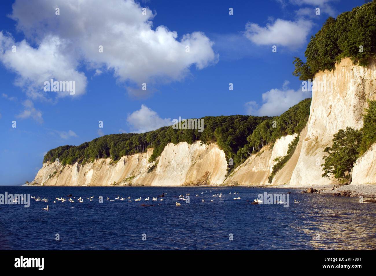 Nationalpark Jasmund, Kreidefelsen auf Rügen, Meclemburgo-Vorpommern Foto Stock