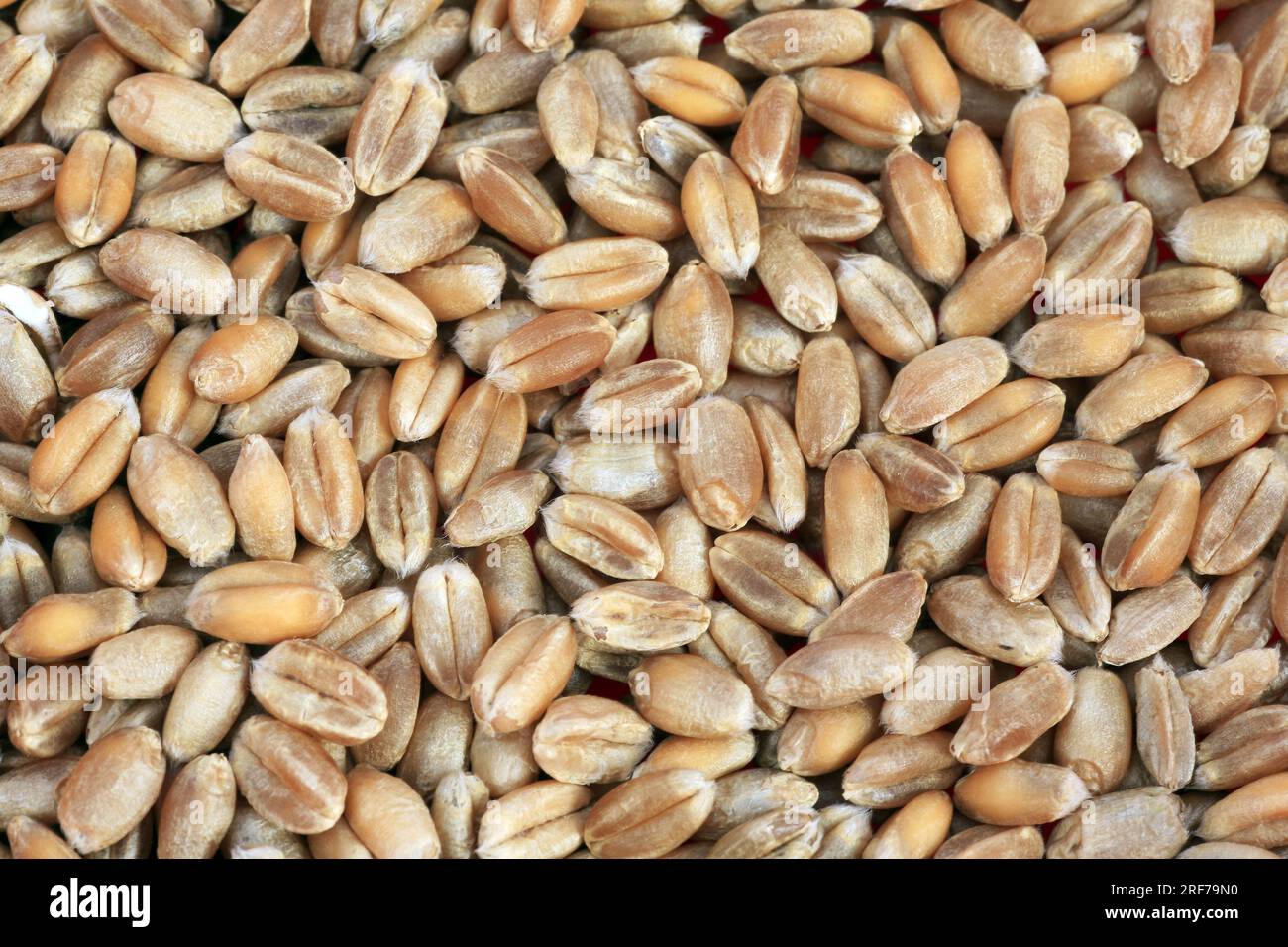 SAAT-Weizen, Weich-Weizen, Weizen (Triticum aestivum), Koerner | pane frumento, grano coltivato (Triticum aestivum), cereali, Foto Stock