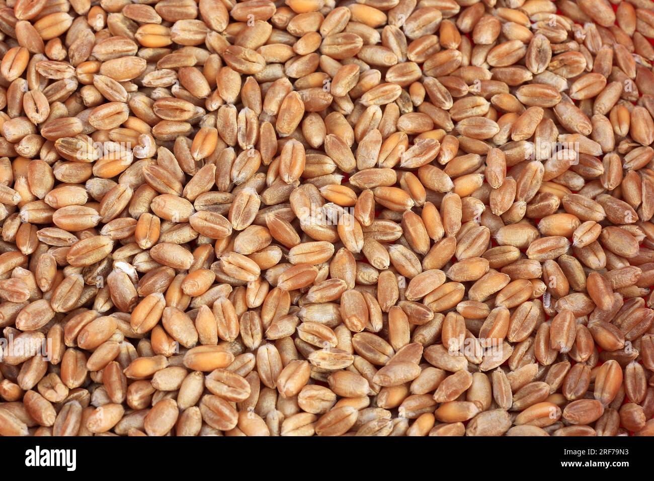 SAAT-Weizen, Weich-Weizen, Weizen (Triticum aestivum), Koerner | pane frumento, grano coltivato (Triticum aestivum), cereali Foto Stock