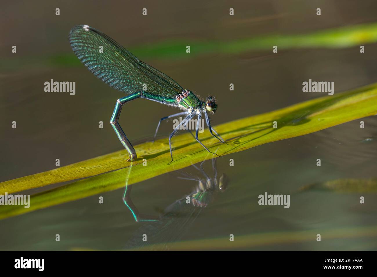 Gebänderte Prachtlibelle, Männchen, Eibalage, Insekten, Libellen, (Calopteryx spelndens), Foto Stock