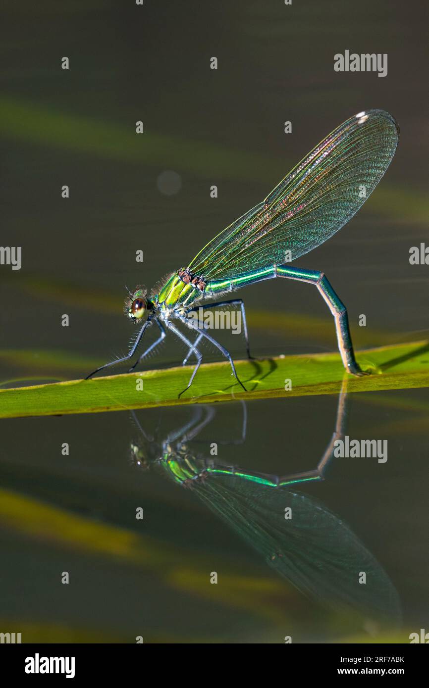 Gebänderte Prachtlibelle, Männchen, Eibalage, Insekten, Libellen, (Calopteryx spelndens), Foto Stock