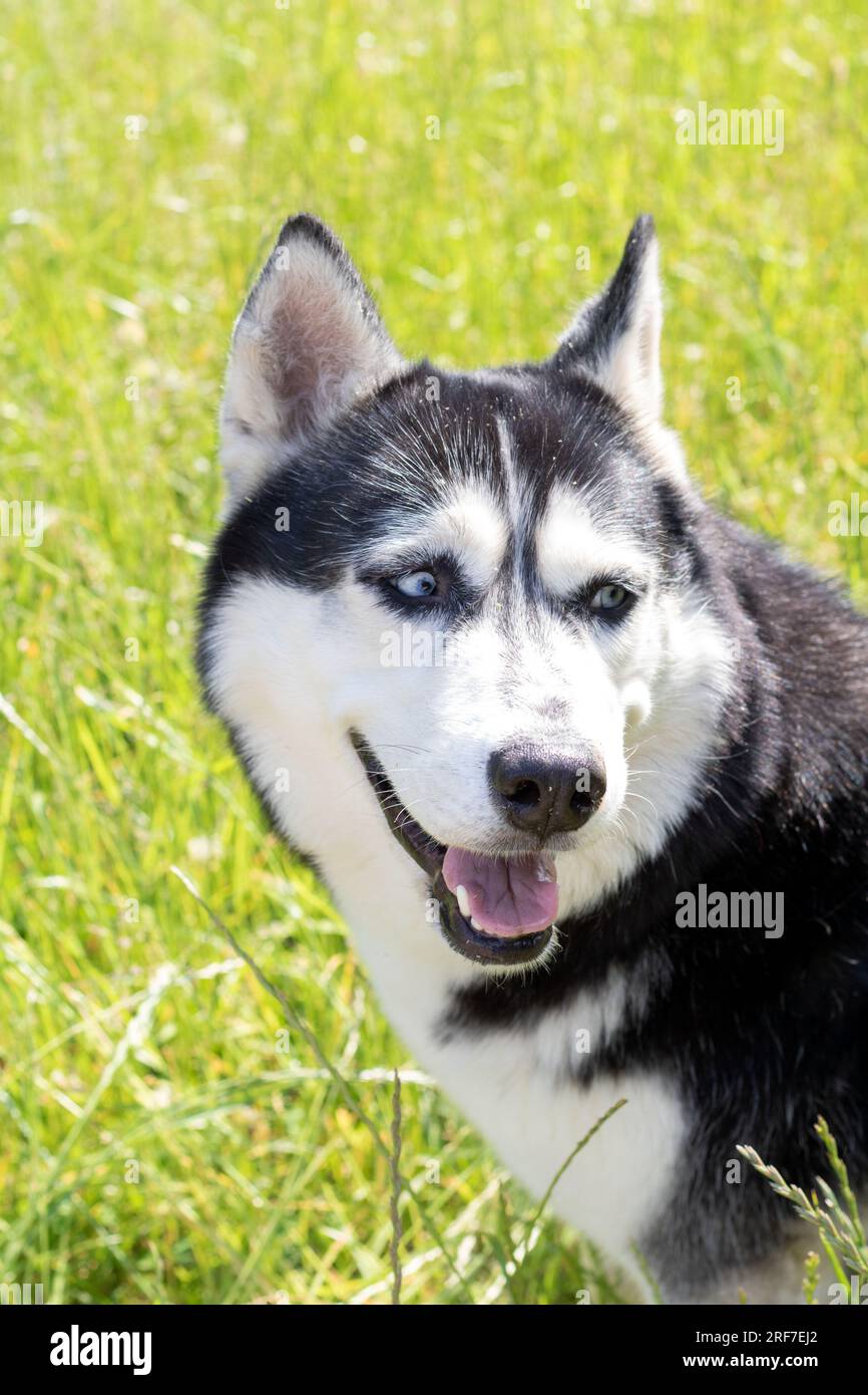 ritratto fotografico di husky siberiano nel parco che guarda lontano Foto Stock