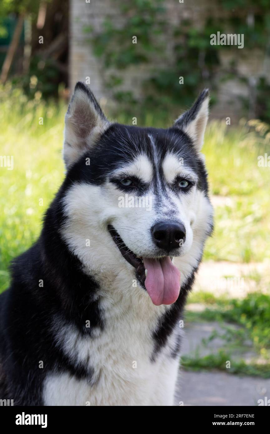 Foto il husky siberiano sporge la lingua e guarda la fotocamera da vicino Foto Stock